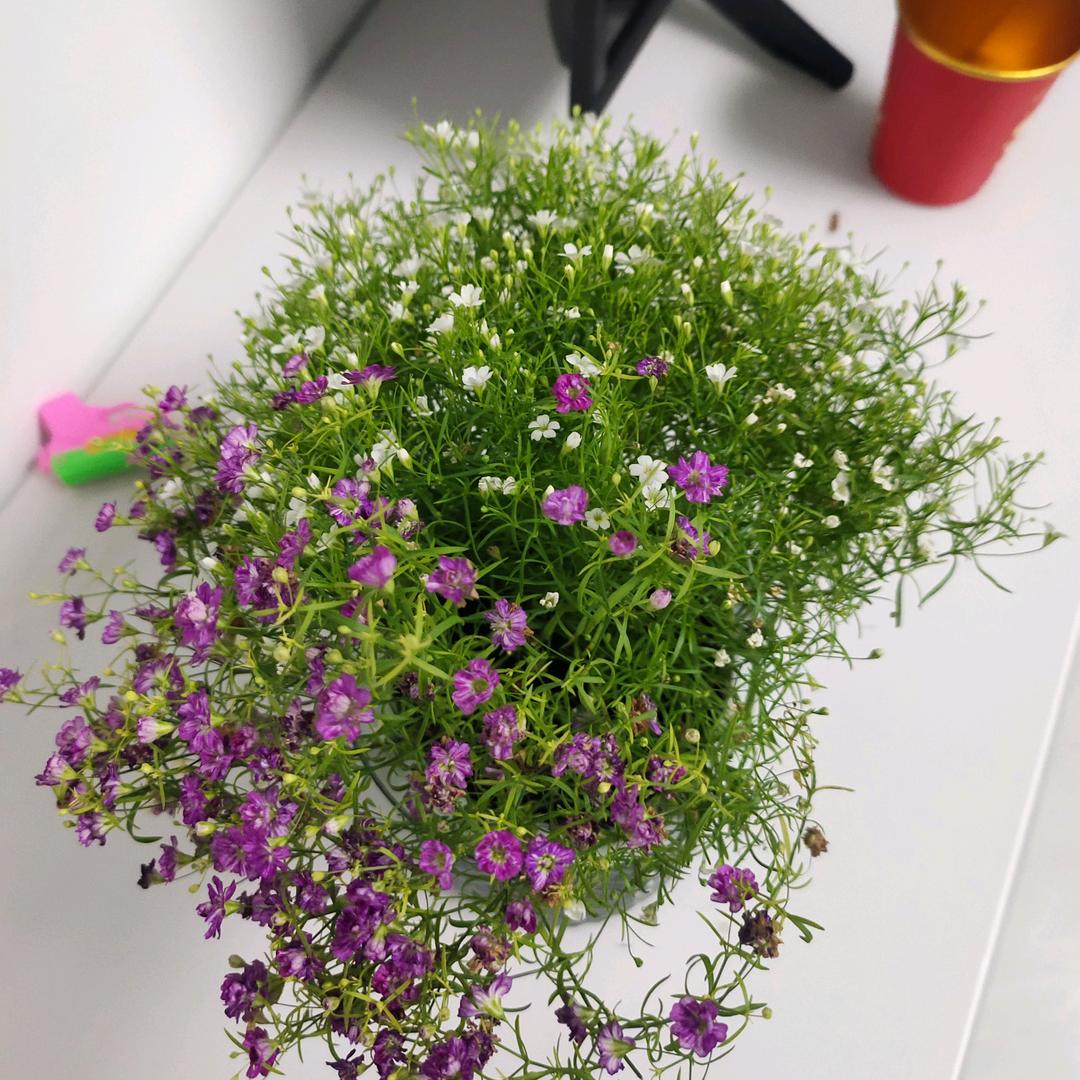 80后的然姐头像