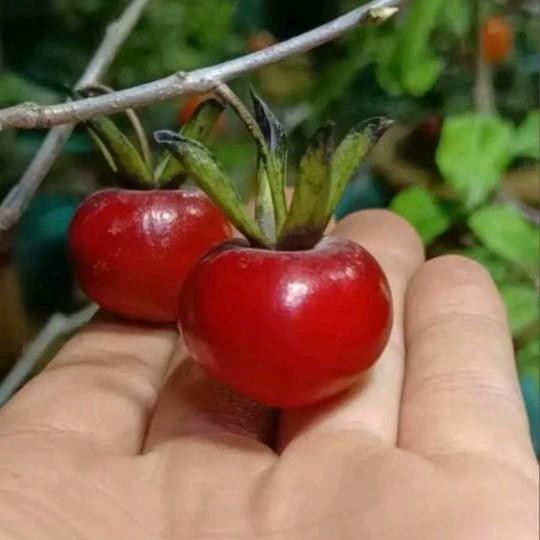 枯藤老鸦柿盆景造型
