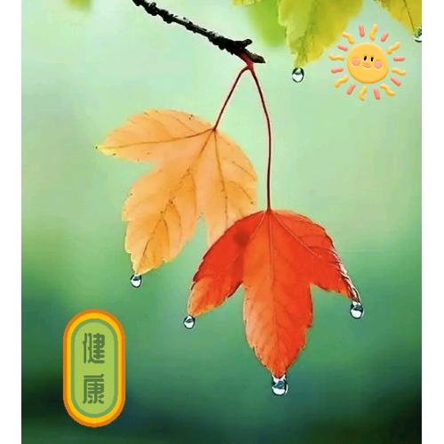 一叶知秋树叶红