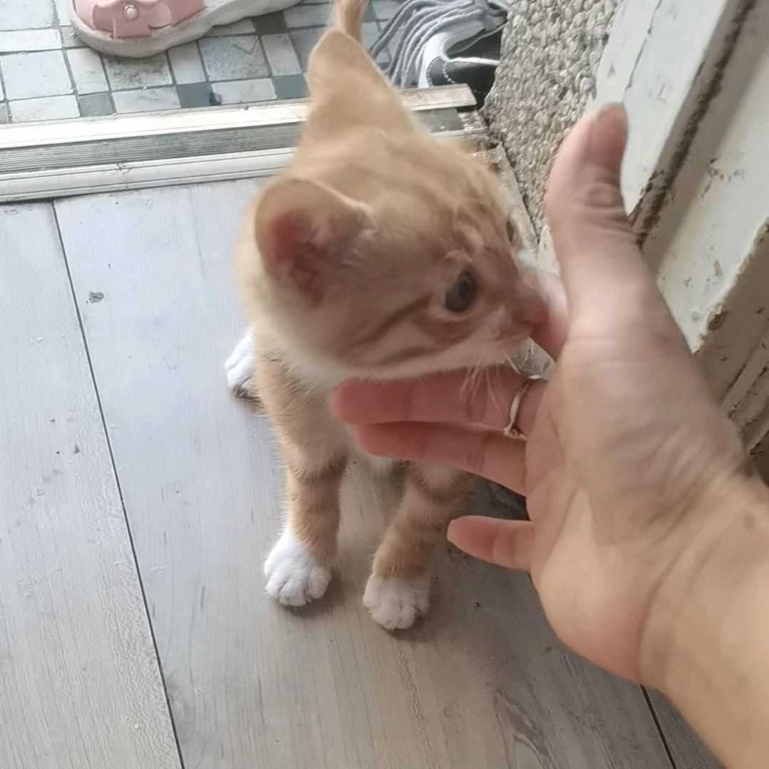 我是小猫的真爱粉