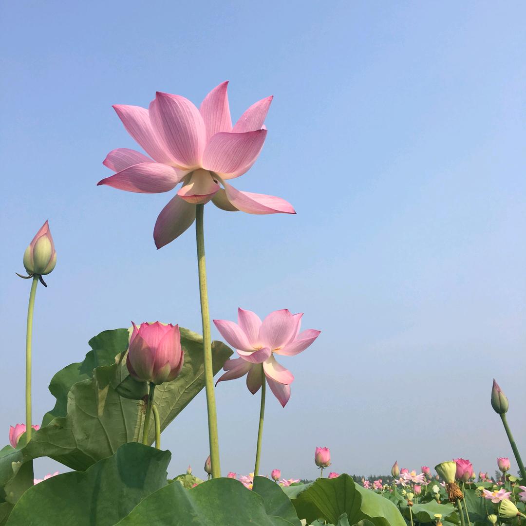 桃花朵朵
