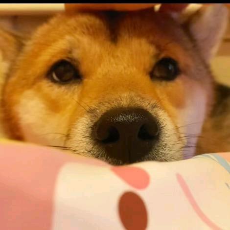 一颗菠菠