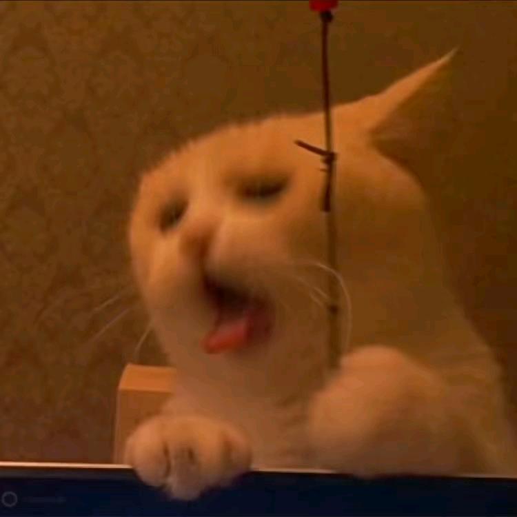 下次还吃烤冷面