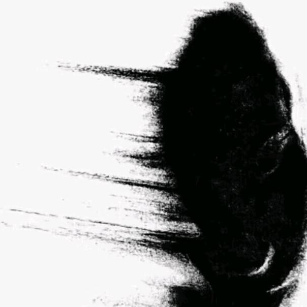 树枝好到被人砍