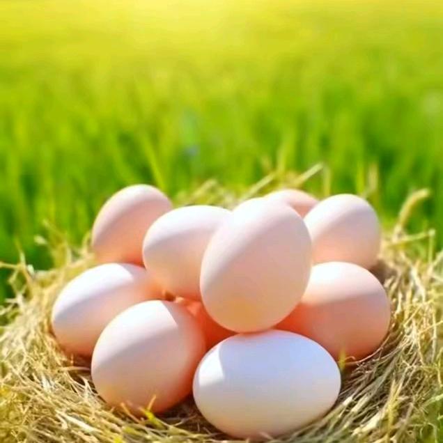 恩源农场土鸡蛋