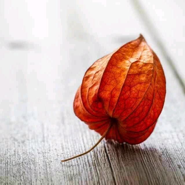 L.C