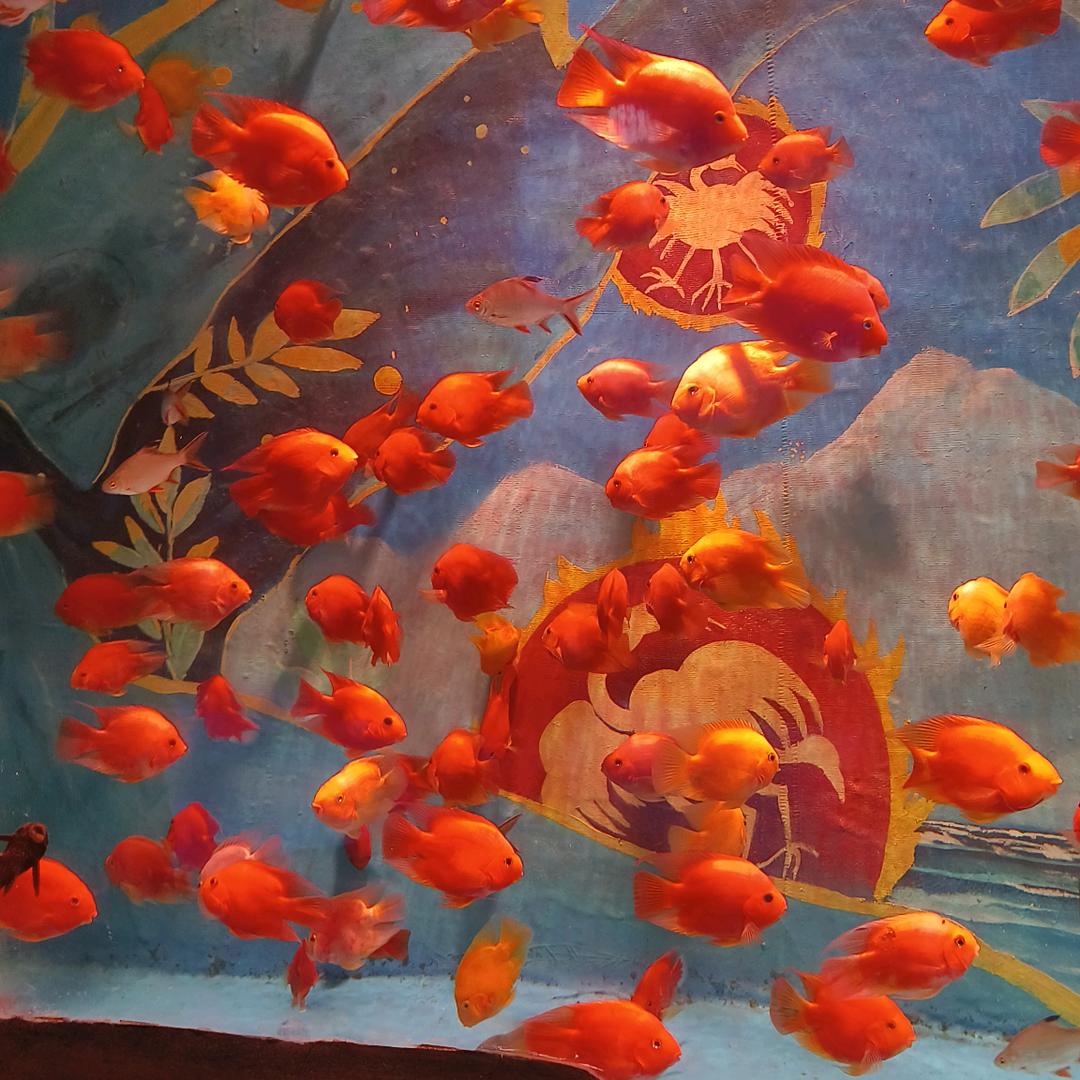 💖可儿彤彤(拒绝连赞)