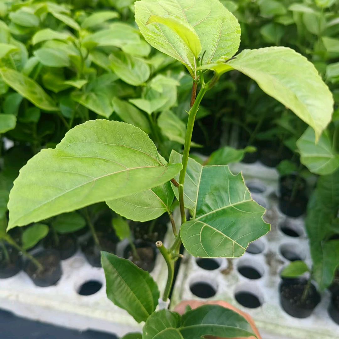 拾优果树苗木专营店