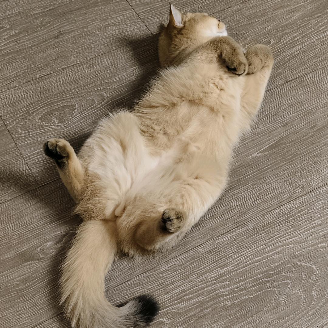 企鹅(皇室接单版)