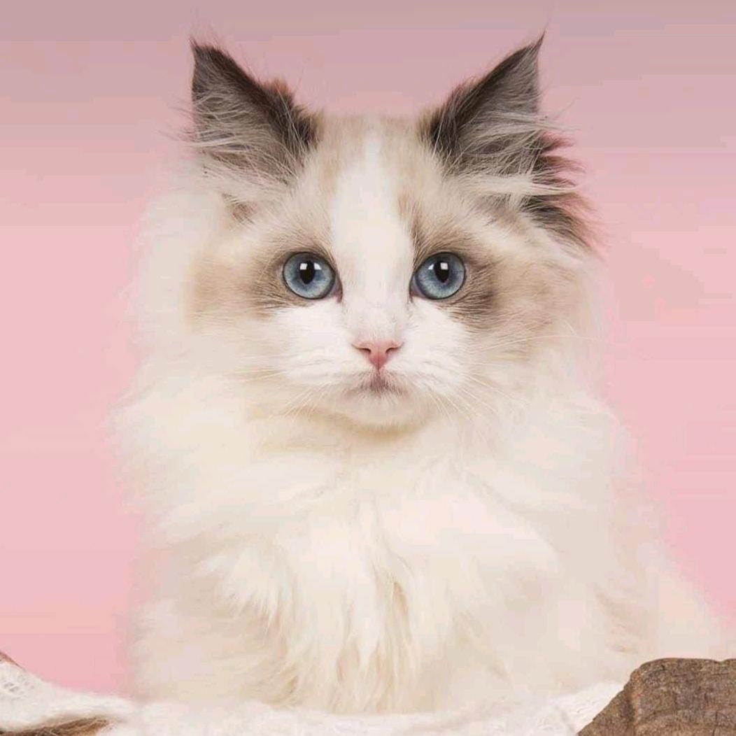 月亮代表我的心