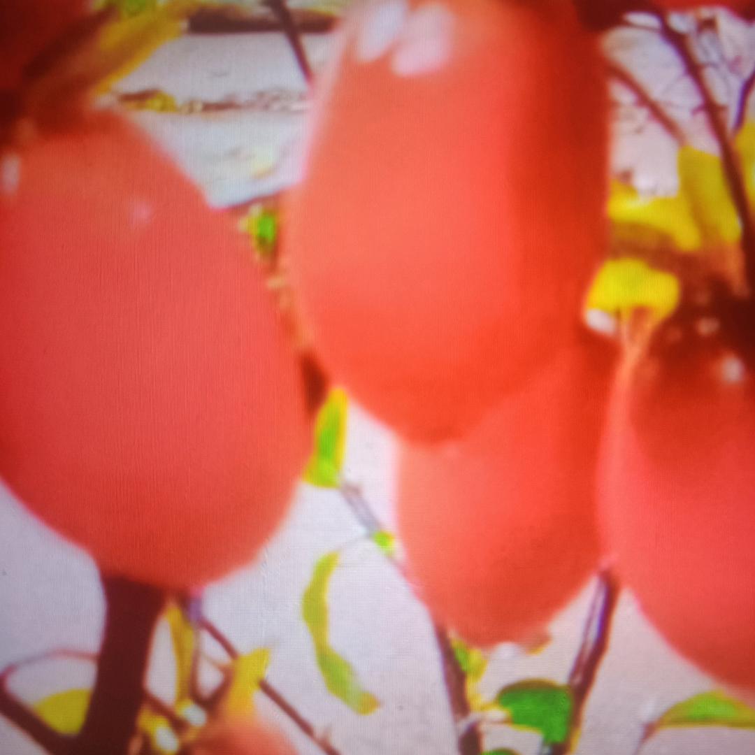 石大爷金弹子树桩盆景