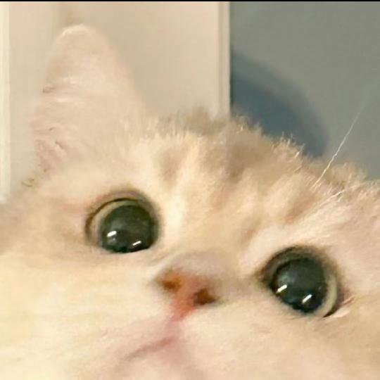 天才小舟（天才少年）