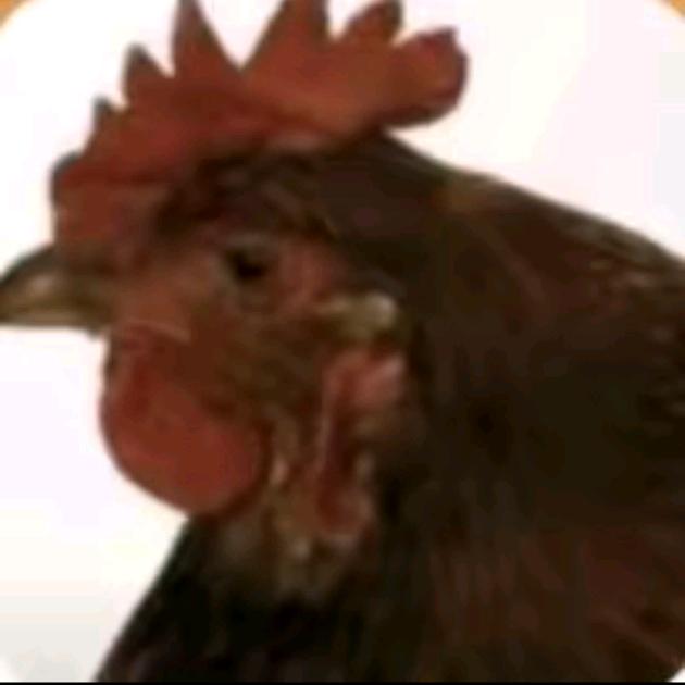 🐔大（中科院学弟）