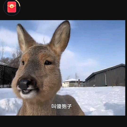 请叫我傻狍子