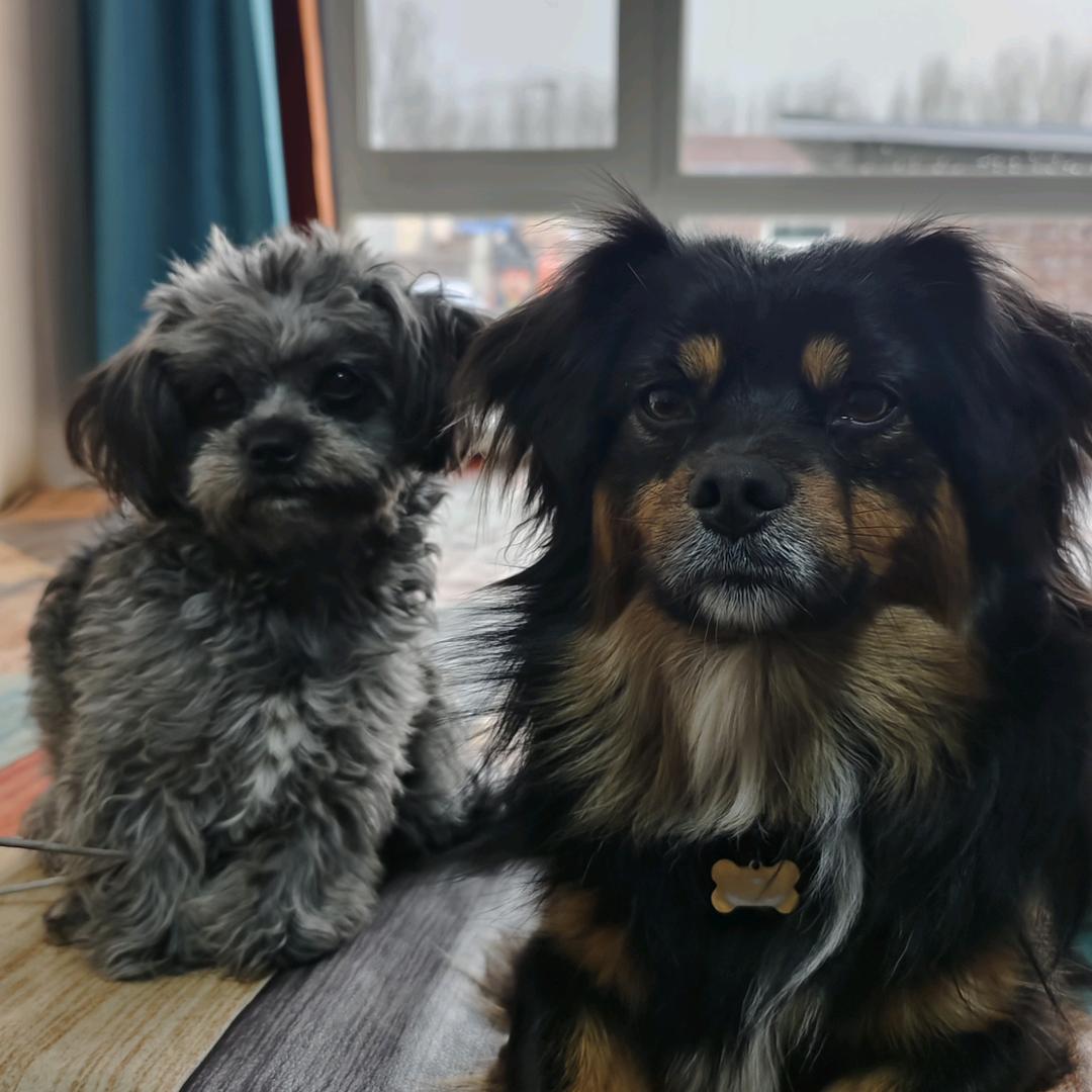 蒲公英唯一小号