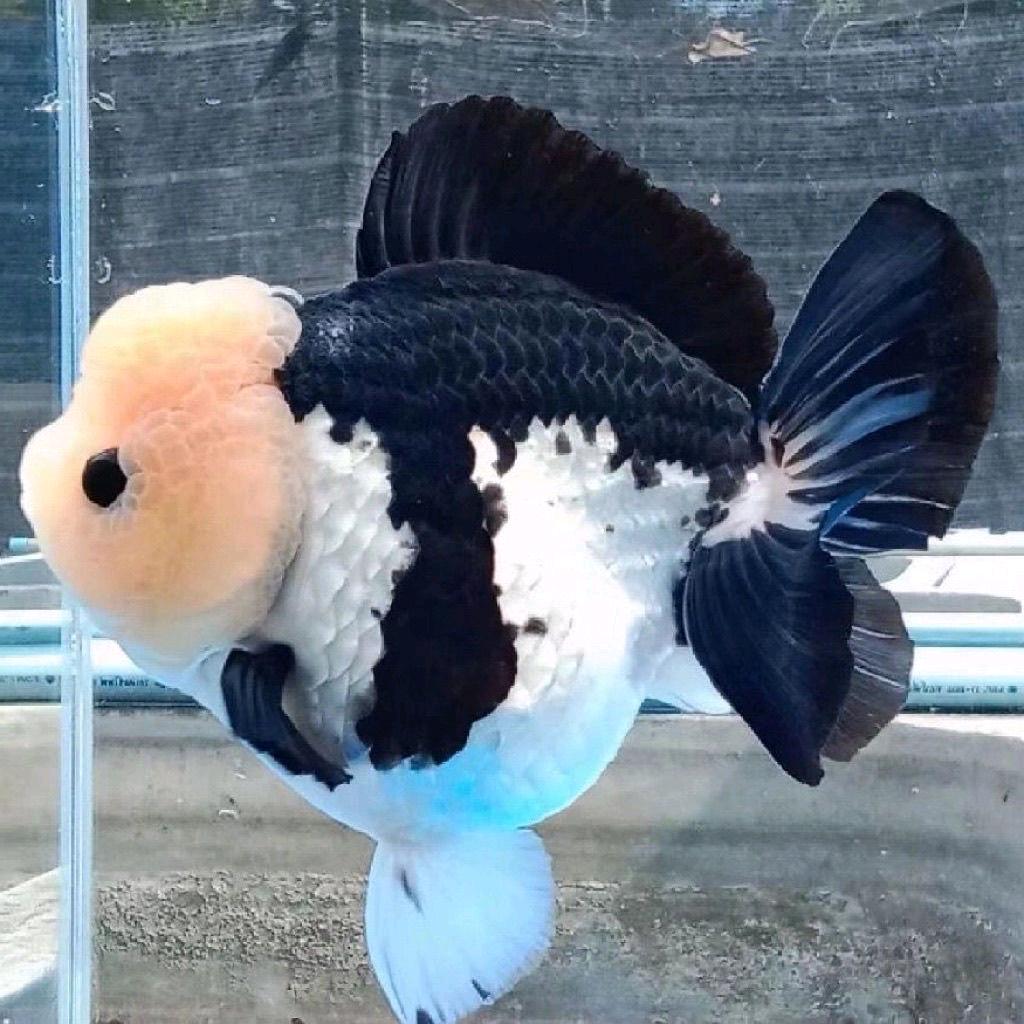 渔港湾水族猴哥观赏鱼