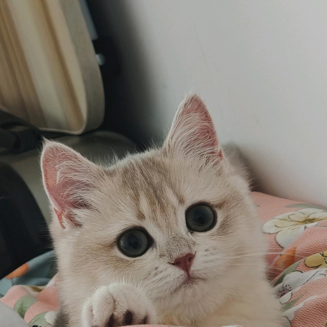 九菜花