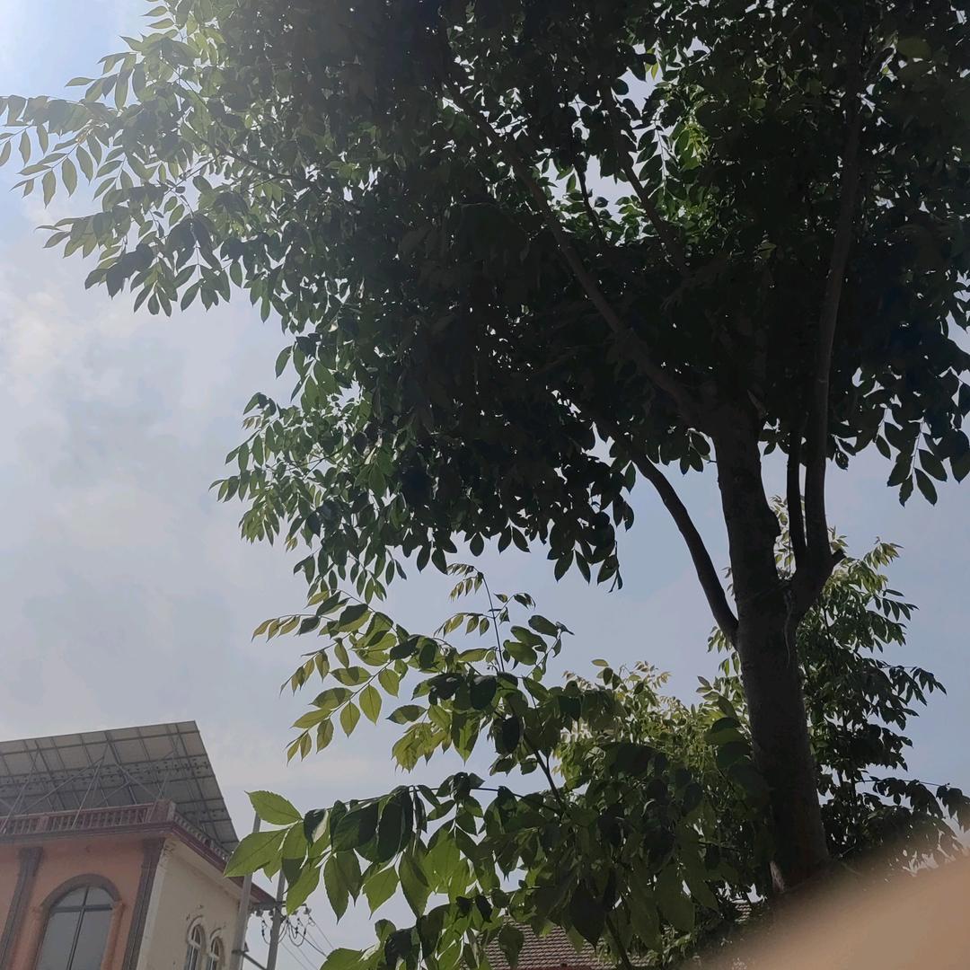 陌上玉
