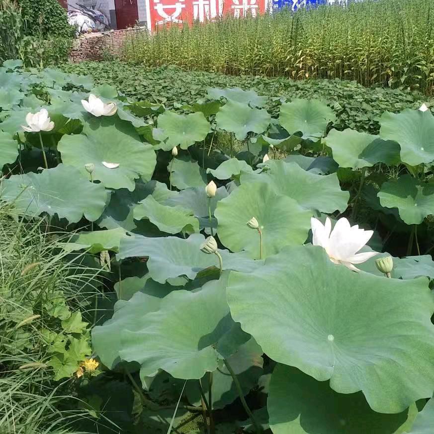 没心没肺，活的不累！