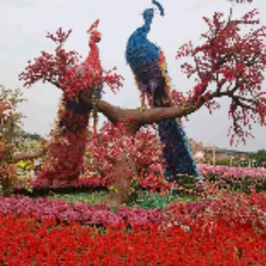 花无缺