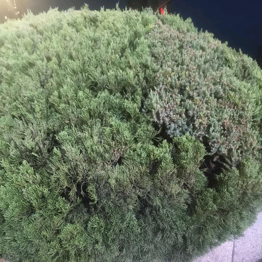 夏天