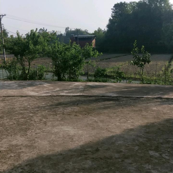 鲁家香