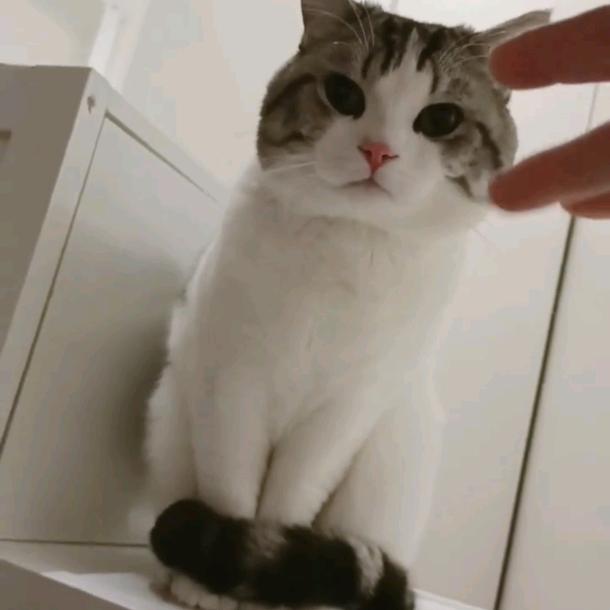 旺财-是猫