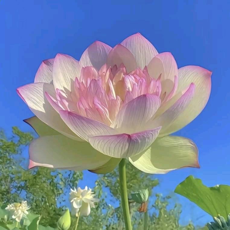 一朵荷花🌺