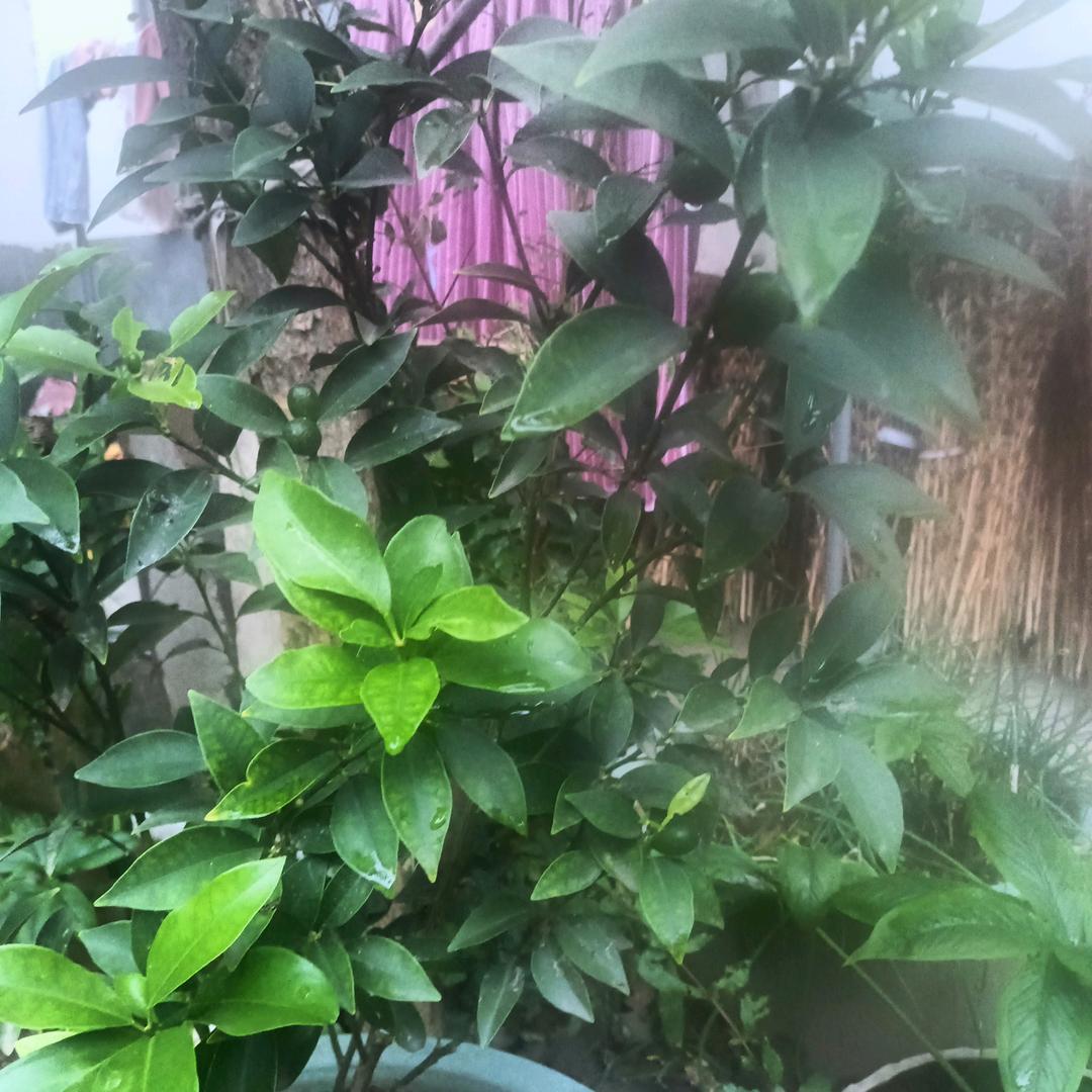 农村二姐（晩上八点十分首播）