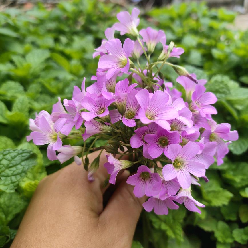 💐小不点(❁´◡`❁)*✲ﾟ*