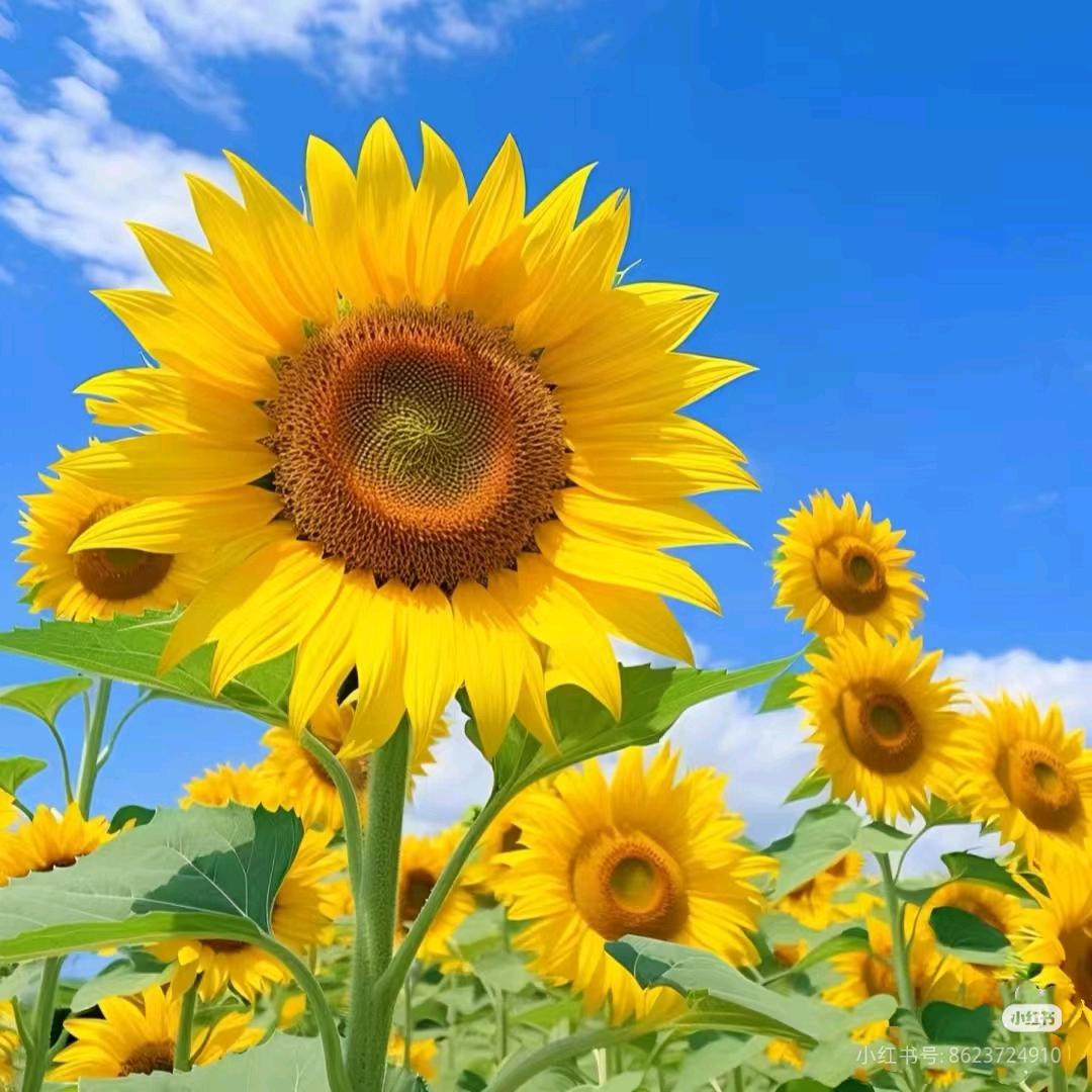 🍃🍃伊尔③☀