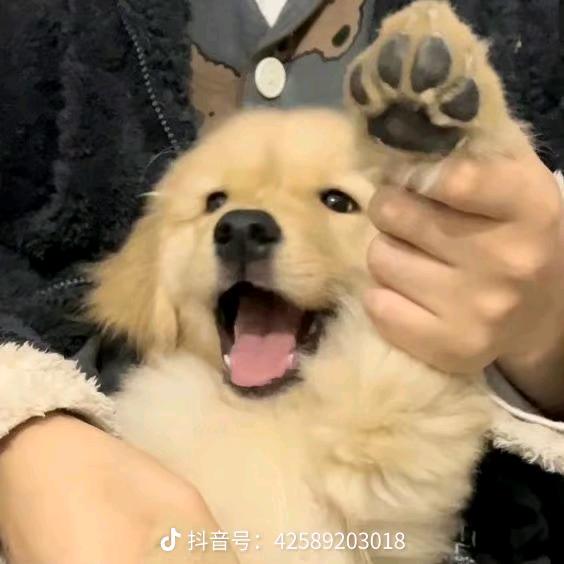 福福福福团