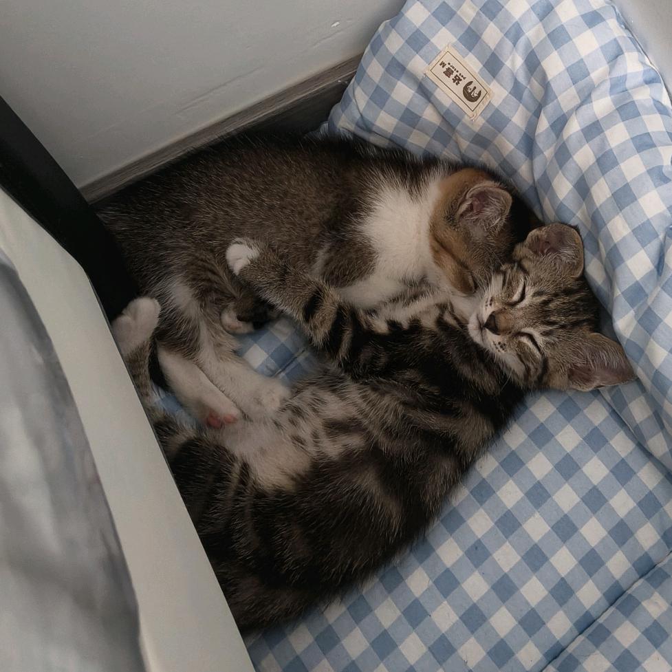 🐱胡牌和幺九的成长日记😺