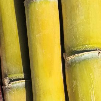 。我就像一根甘蔗站直永不倒