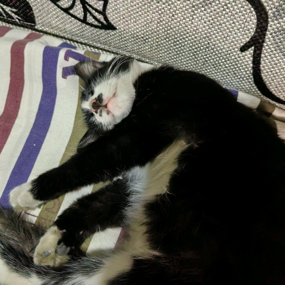 迷糊哥