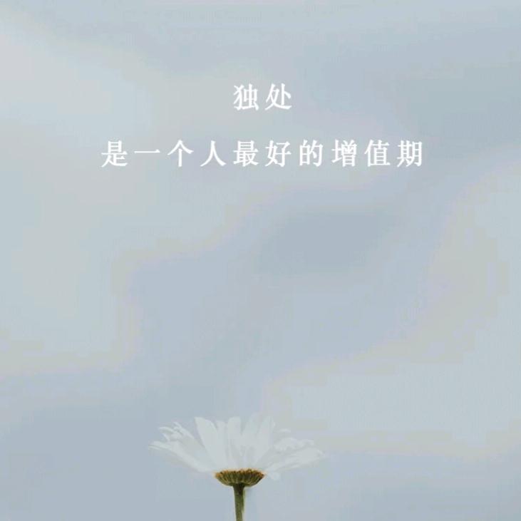 红蔷薇💗