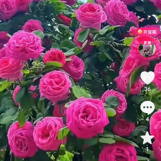 雪松AB218623345