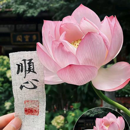 木木😜