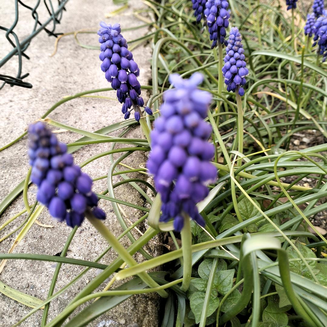 青青河边草