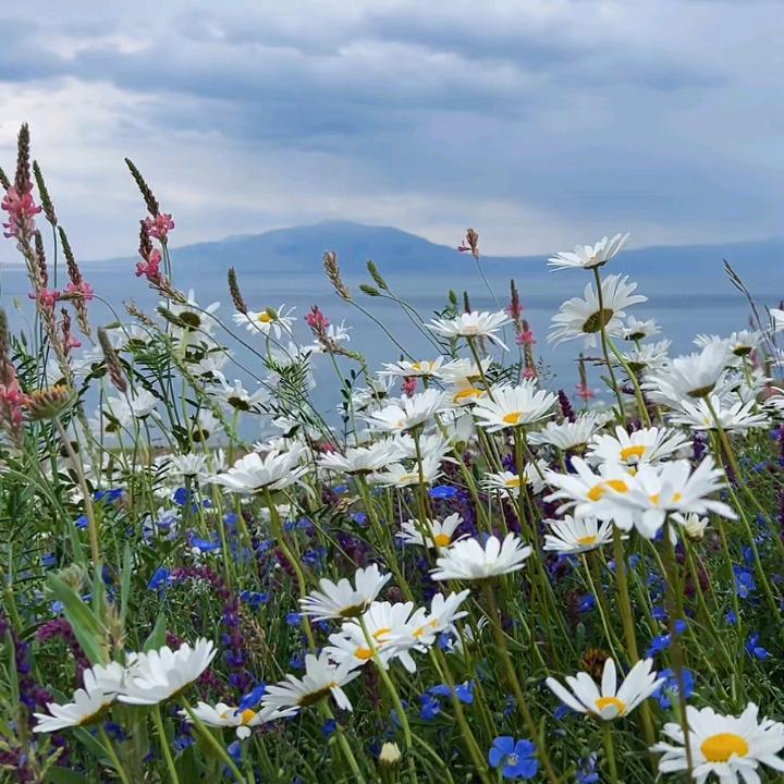 沉默的小马驹《橱窗有好物》