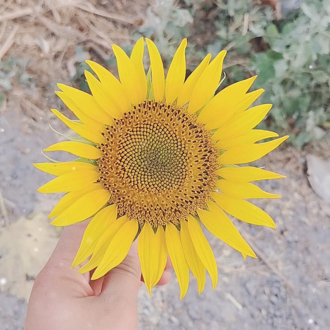 ୧ʕ•̀ᴥ•́ʔ୨心٨ـﮩﮩ٨ـ♡ﮩ跳