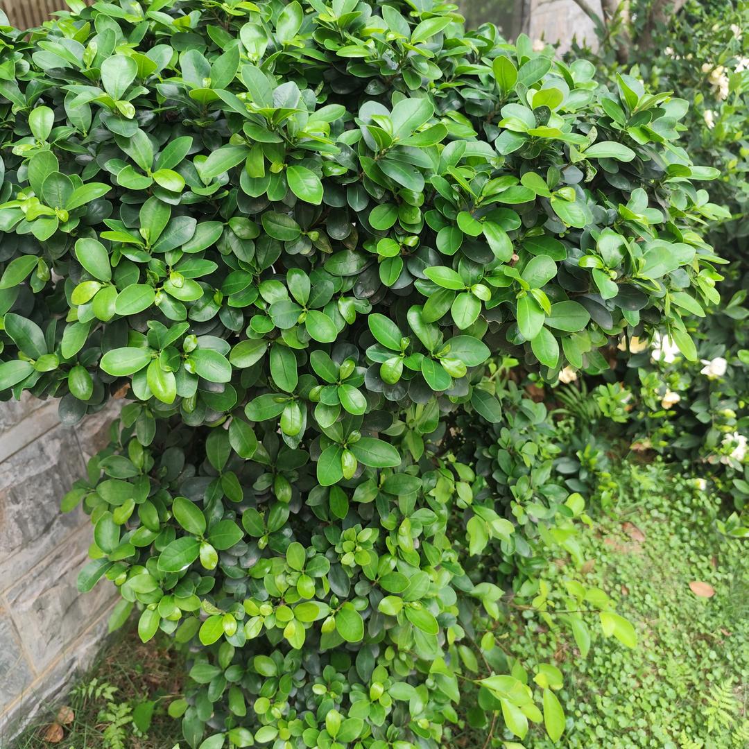 随意甄选