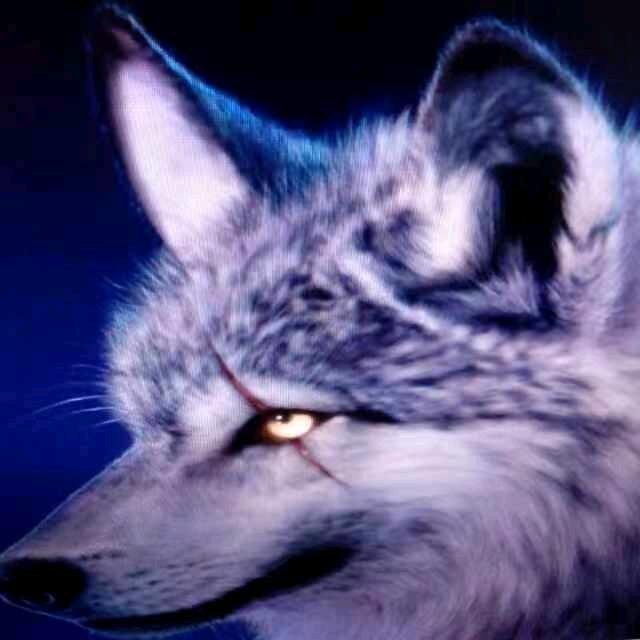 🐺东北狼