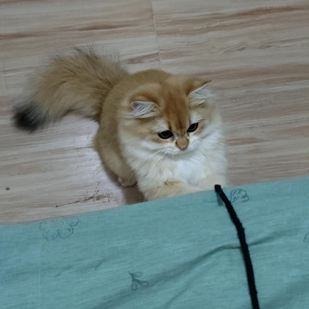 憨憨的小树懒