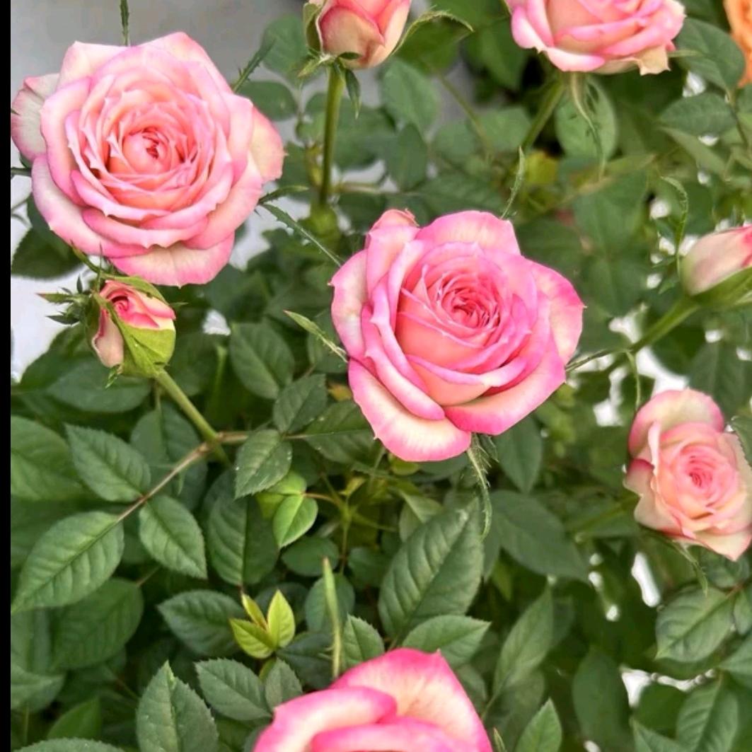 花祥园艺