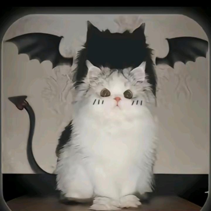 猫猫恶魔