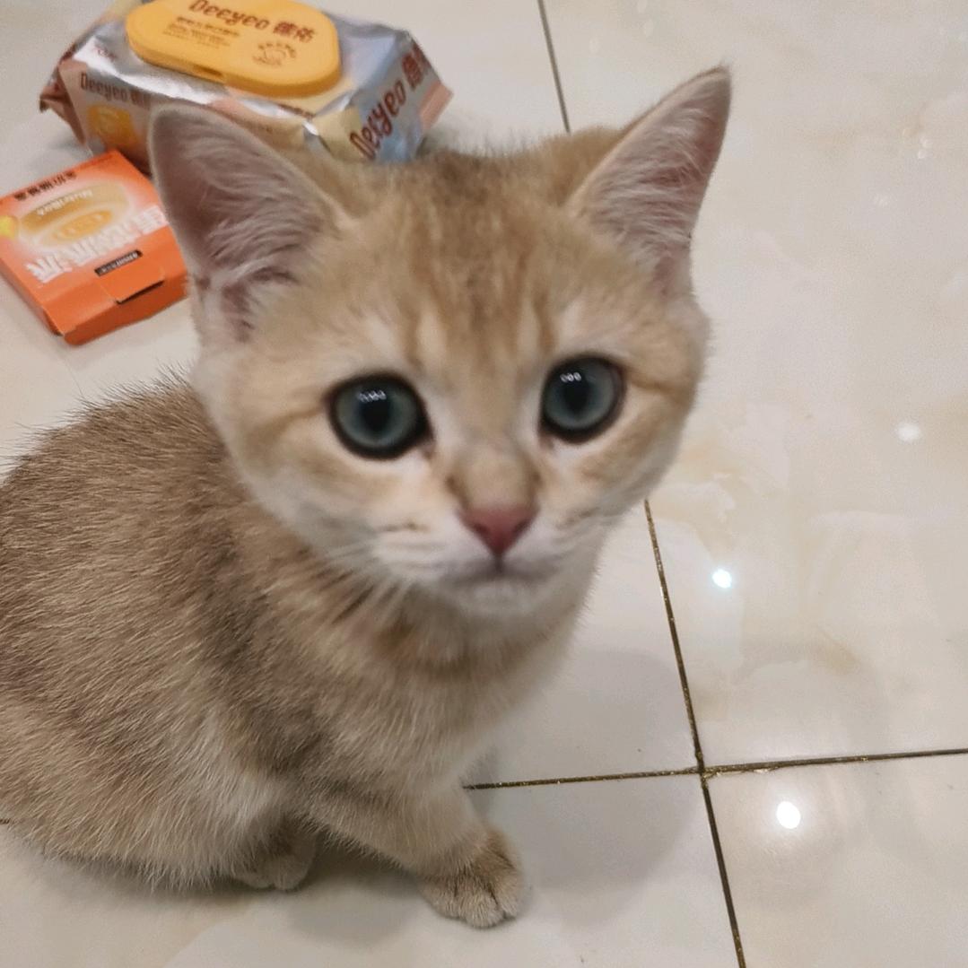 喵喵🐱