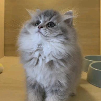 半醒的狐狸