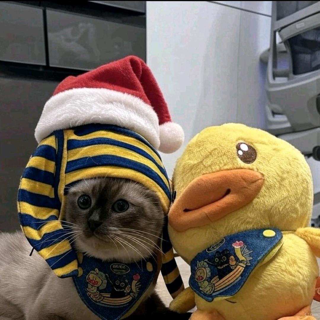 可比克 •᷄ᯅ•᷅