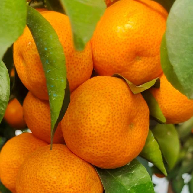 新鲜水果供应 （ 代办，代收，代发）